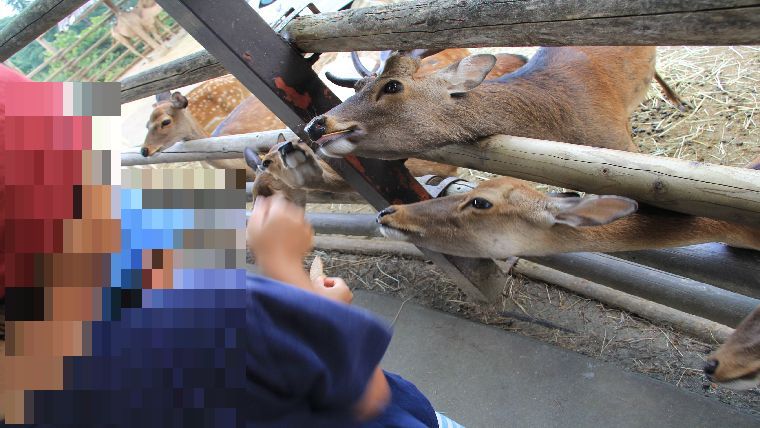 群馬サファリパークの餌やり体験をお得に楽しむ 2種類あることを事前に知っておこう とらべっちゃお