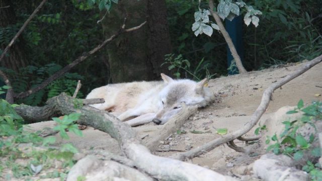 ウォーキングサファリ内のオオカミ繁殖センターだけにいるシンリンオオカミが寝転がってくつろいでる