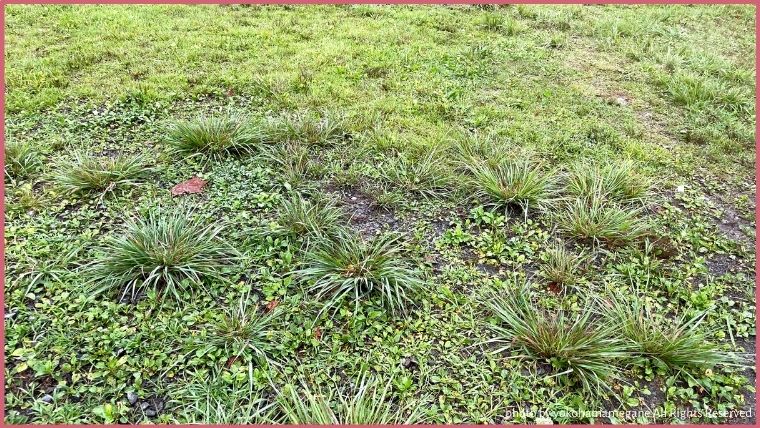 草が生えて、少し石の混じっている地面は雨水がたまりにくい